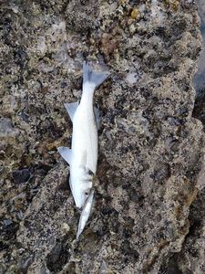 European Bass (Seabass)