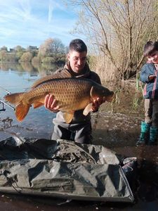 Common Carp