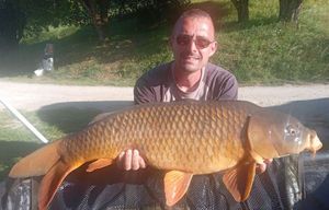 Common Carp