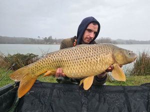 Common Carp