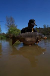 Mirror Carp