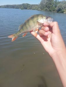 European Perch