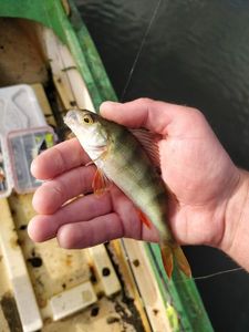 European Perch
