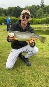 Rainbow Trout
