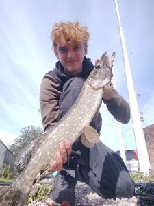 Northern Pike