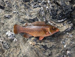 Ballan Wrasse