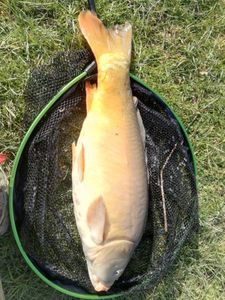 Leather Carp