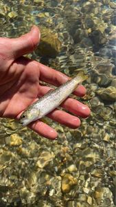 Brook Trout