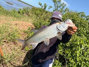 Tarpon