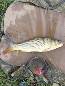 Common Carp