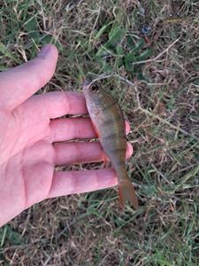 European Perch