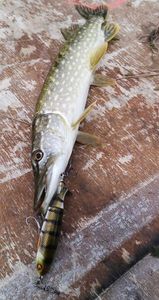 Northern Pike