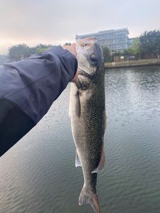 European Bass (Seabass)