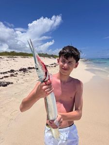 Garfish
