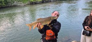 European Bass (Seabass)
