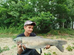 Grass Carp