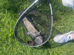 Black Bullhead
