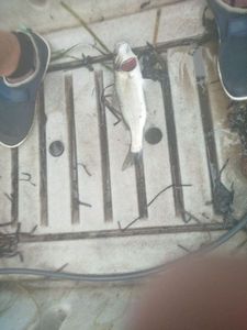European Bass (Seabass)