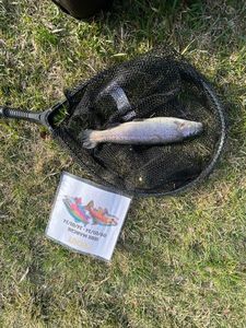 Rainbow Trout