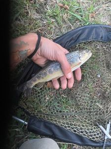 Brown Trout