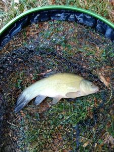 Tench