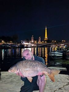 Common Carp