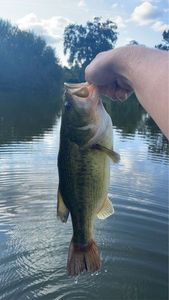 Largemouth Bass