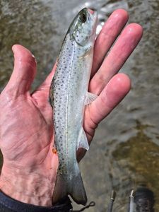 Brown Trout