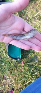 Giant Goby