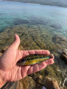 Mediterranean Rainbow Wrasse