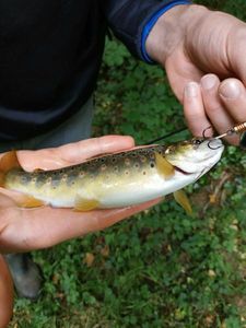 Brown Trout