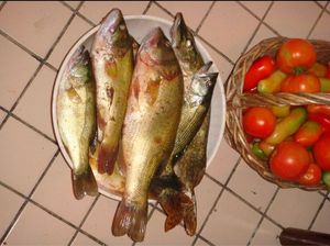 Largemouth Bass
