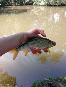Roach