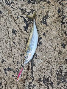 Cape Horse Mackerel