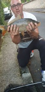 Common Carp