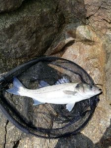 European Bass (Seabass)