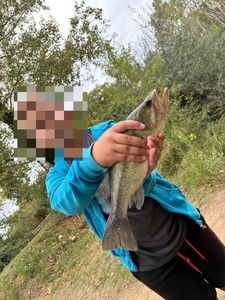 Largemouth Bass