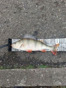 European Perch