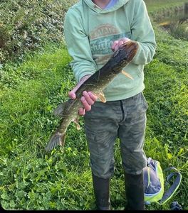 Northern Pike