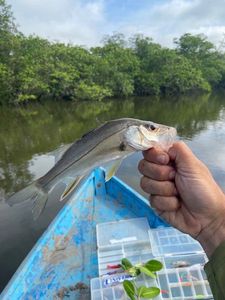 Common Snook