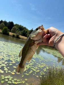 Largemouth Bass