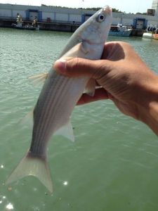 Thicklip Grey Mullet