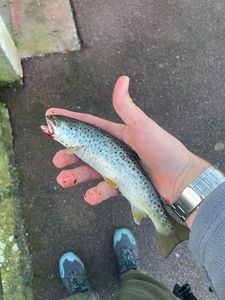Brown Trout