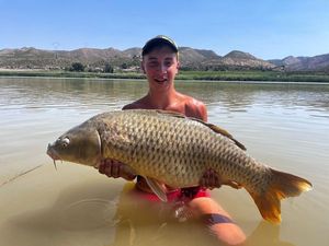 Common Carp