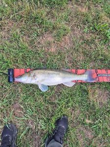 Zander
