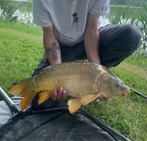Mirror Carp