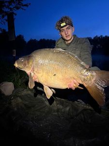 Mirror Carp