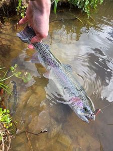 Rainbow Trout