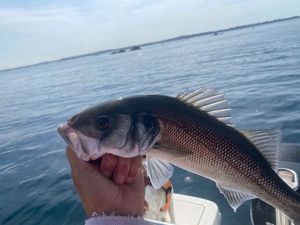 European Bass (Seabass)