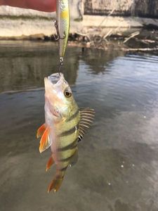 European Perch